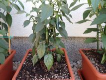 212-Jalapeno Senorita