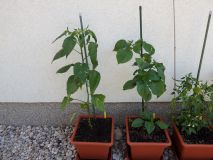 218-Baccatum