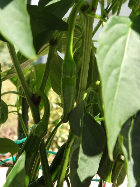 221-Chilli z Madarska