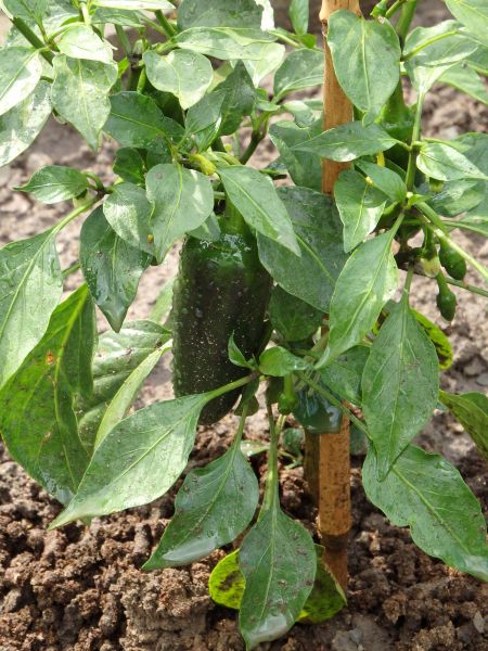 243-Jalapeno Senorita
