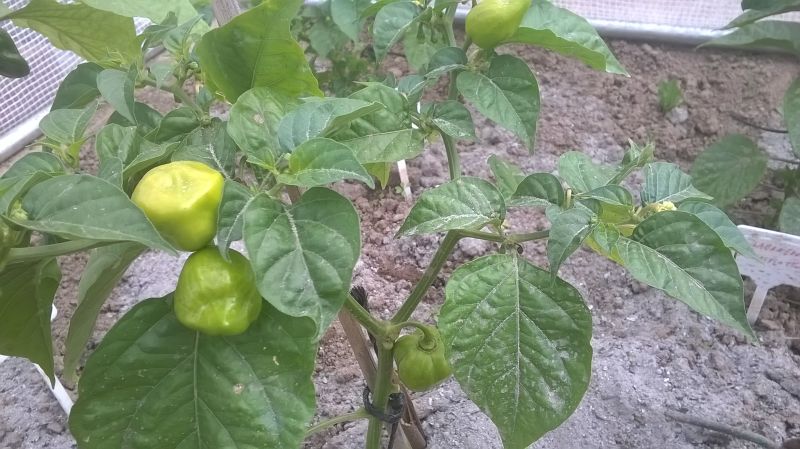 WP_20170708_006