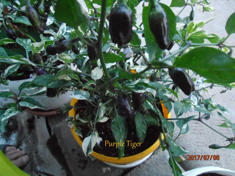P7080270