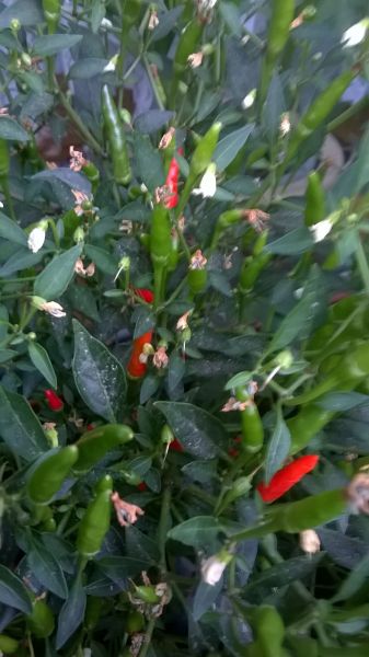 WP_20170709_004