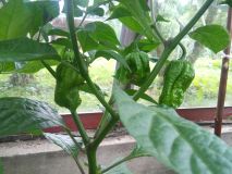 10/07 - Naga Morich