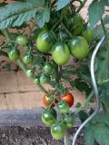 IMG_20170710_194042