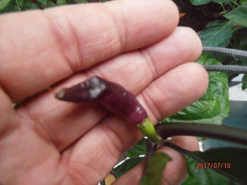 P7100335