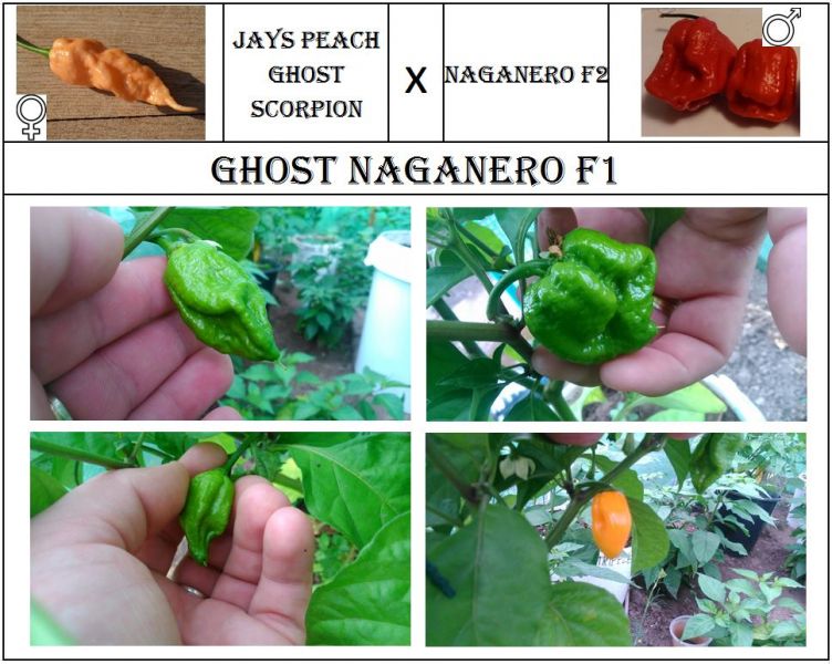 Ghost Naganero F1