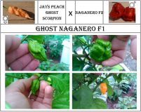 Ghost Naganero F1