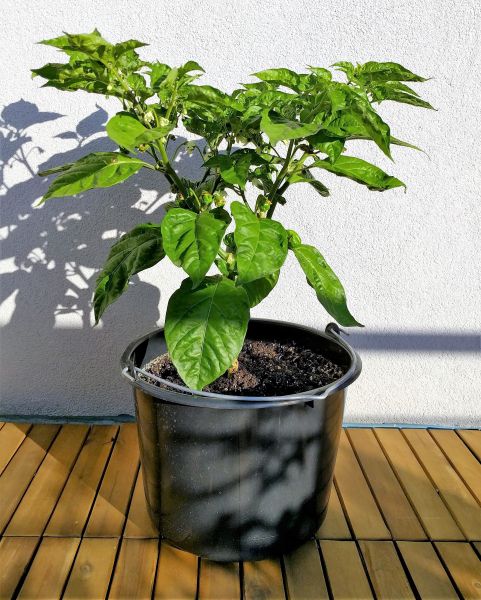 Naga Morich