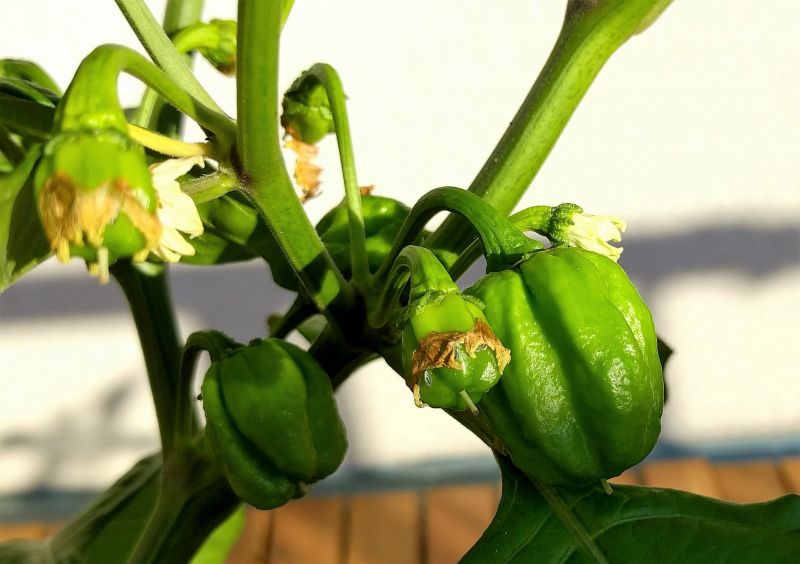 Naga Morich plod