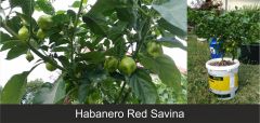 10_haba_red_savina