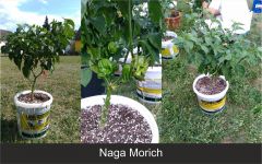 09_naga_morich