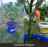 07_carolina_reaper