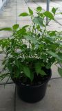 Cayenne Chodov1