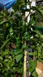 154_chilli2017