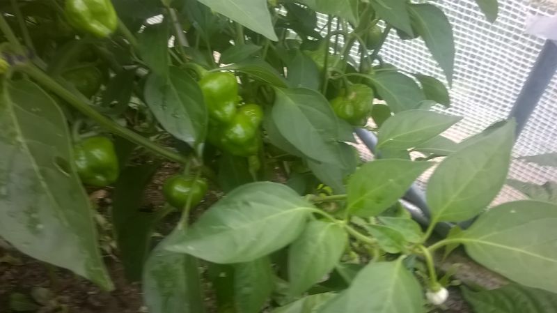 WP_20170715_002