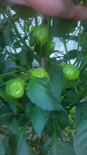 WP_20170715_004