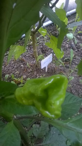 WP_20170715_005