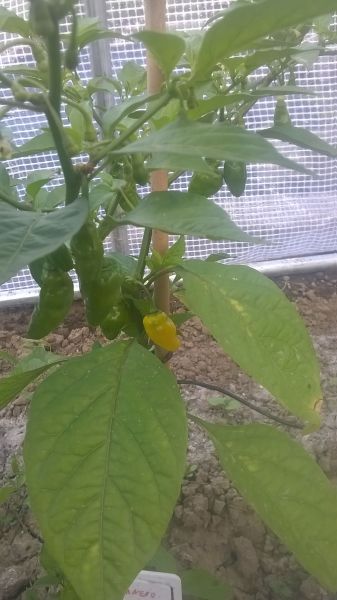 WP_20170715_007
