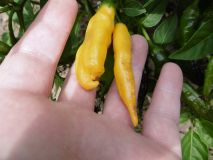 Aji Lemon Drop