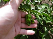 Brazilian Ghost Pepper