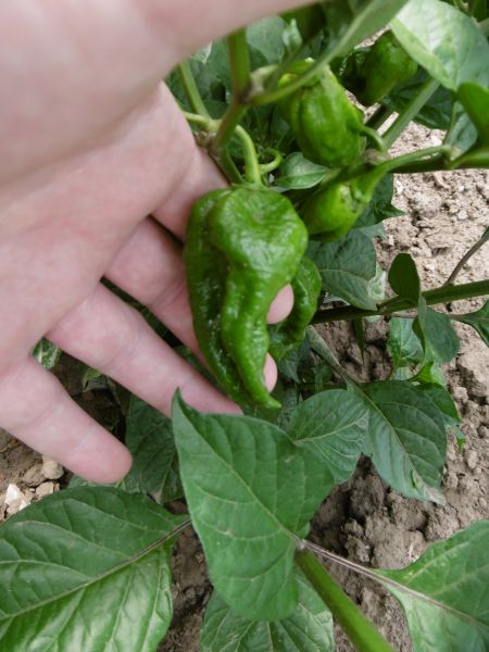 Fatalii Mustard Baron
