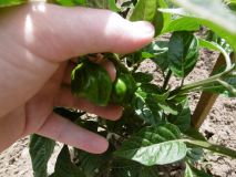 Jamaican Rosso F2