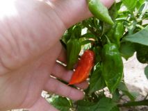 Naga Morich Chocolate