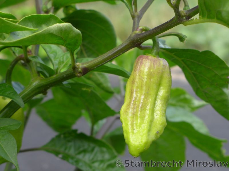 1)Brown Bhutlah