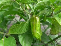 4)Naga Morich