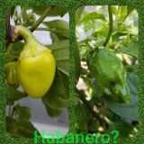 habanero