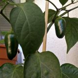 Jalapeno Maylon