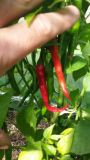 cayenne long slim