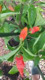 Naga Morich