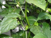 246-Bhut Jolokia