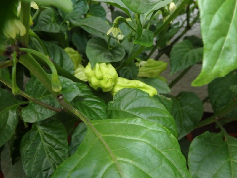 250-Habanero Mustard