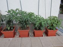253-Jalapenos