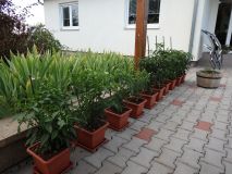 258-Okrasky terasa