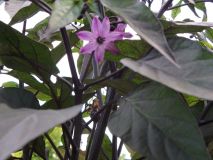 261-Peru Purple kvet