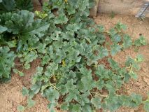 IMG_20170718_181532