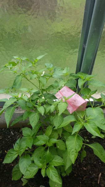 Zkouška o nový druh (Matka Aji lemon drop x otec Vietnam trhovec Praha)