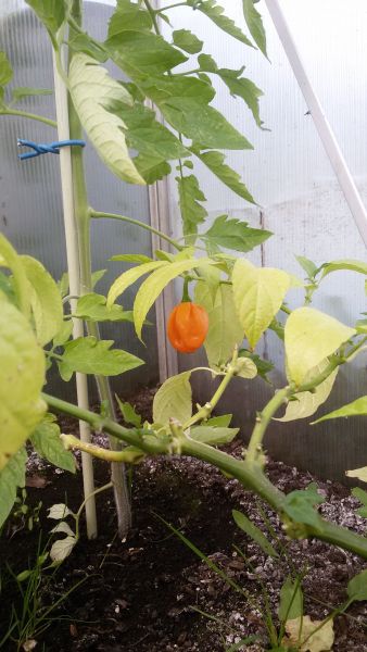 7 pot white