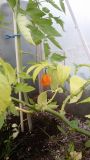 7 pot white