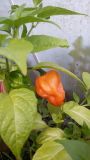 7 pot white