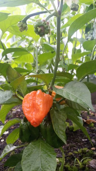 7 pot white