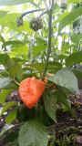 7 pot white