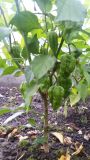Naga Morich nebo Jolokia