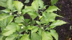 Naga Morich nebo Jolokia