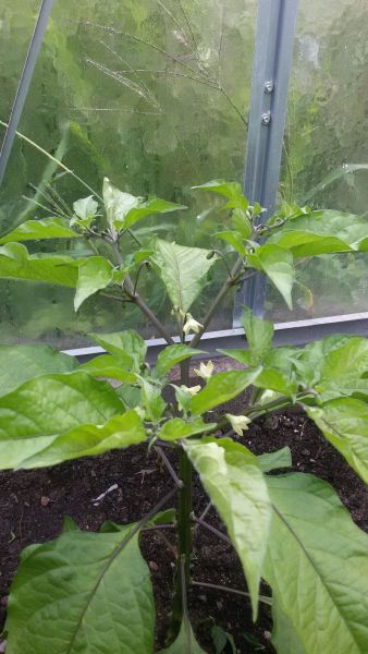 Naga Morich nebo Jolokia