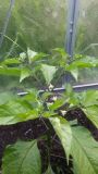 Naga Morich nebo Jolokia